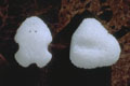 Image of a surgical implant with descriptive text 'coi-implant-25' on it.