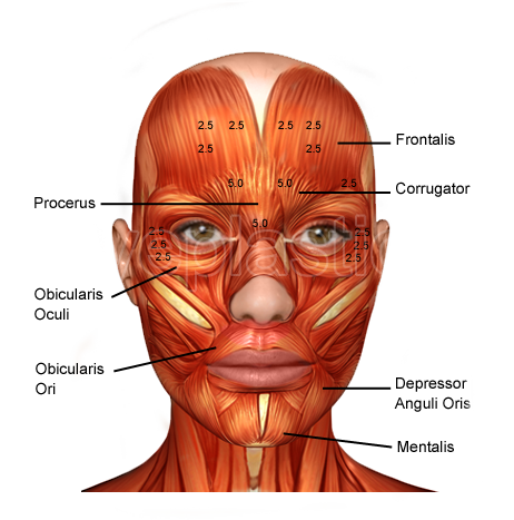 Diagram showing the muscles of the face