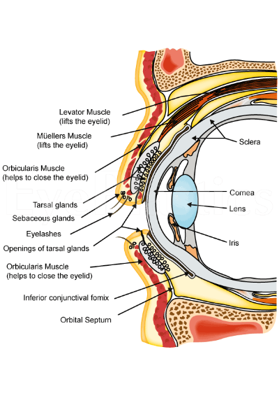 Anatomy Image: Illustration of anatomical structures and text content